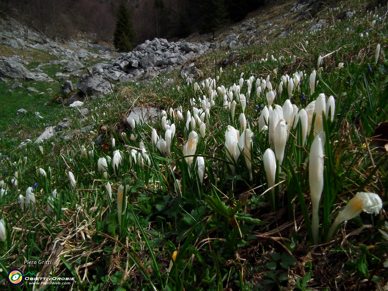 28 dove fioriscono crocus....JPG
